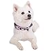 Blueberry Pet 6 Patterns Soft & Comfy Welcoming Spring Rose Flower Prints Girly Padded Dog Collar, Medium, Neck 14.5″-20″, Adjustable Collars for Dogsthumb 3