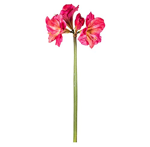 EUROCINSA Ref.60318C25 AMARILYS ROSA-FUCSIA, Box of 6, 96 cm