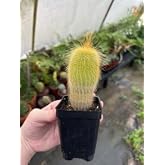 Yellow Tower Cactus (Echinopsis spachiana) - 2.5 inch Potted Cactus