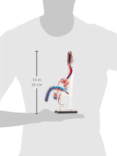 Famemaster 4D-Vision Human Male Reproductive Anatomy Model