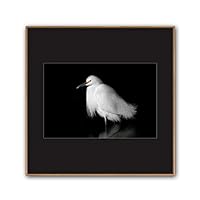 Framed Canvas Wall Art A Bird Standing on Canvas Prints Home Artwork Decoration for Living Room,Bedroom - 16x16 inches