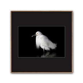 Framed Canvas Wall Art A Bird Standing on Canvas Prints Home Artwork Decoration for Living Room,Bedroom - 16x16 inches