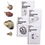 Nasco Sheep Organ Set - Dissection & Science Education Materials - LS03140