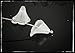Frosted Small Acrylic Plastic White Lily Flower Beads for Jewelry Making, Crafts- 10mm