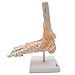 Foot Joint Model with Ligaments,Kouber Human Anatomical Model,Life Size,Height 11