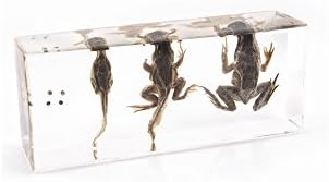 Life Cycle of a Frog Paper Weight