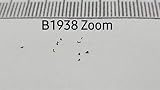 Seeds & Plants Shop by Ipsa 10x Blechnum Stipitatum Fern Leaves view 5