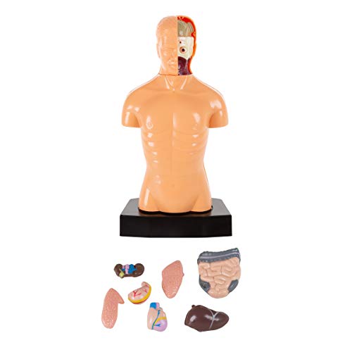 image for Hey! Play! Anatomy Model - Human Body Torso with Removable Organs for 