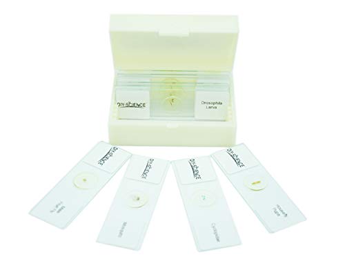 Prepared 10pcs Whole Insect Slides Set for Biology Science Education by DIY-SCIENCE