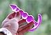 Erosdolls Anal Plug Adult Silicone Butt Plug Female Sex Product Toys for Valentine's Day Gift(Purple)