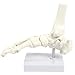 Human Foot Model on Base Stand, Articulating - Anatomical Model | White, 4.25 x 7 x 7.5 Inches