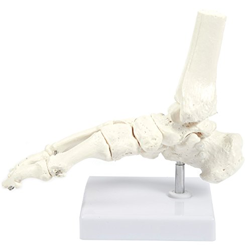 2 Human+Foot+Model+Stand+Articulating