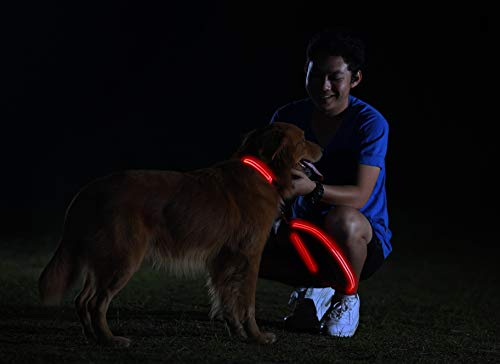 LED Dog Collar - USB Rechargeable - Available in 6 Colors & 6 Sizes - Makes Your Dog Visible, Safe & Seen - Red, Large (19 - 24" / 49 - 61cm)