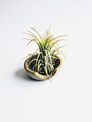 Gold Rim Small Decorative Cement Concrete Bowl for Ring and Jewelry Storage, 3 inch