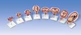 3B Scientific Pregnancy Series 8 Part Anatomical