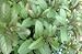 Chocolate Mint Live Plant