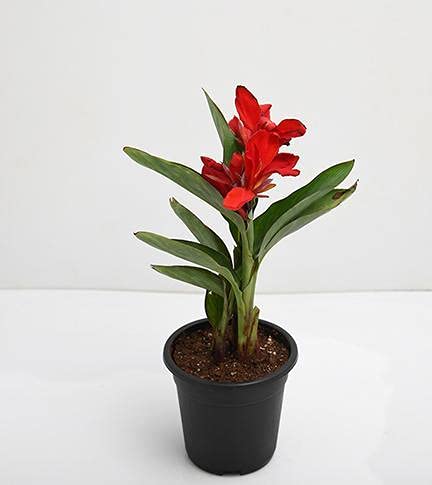 Live Red Canna Lily Plant / Red Flower With Green Leaves Plant - Outdoor Garden Flower Plant