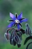 The Dirty Gardener Borage Organic Edible Blue Starflower Flowers, 100+ Seeds