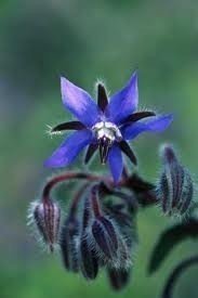 The Dirty Gardener Borage Organic Edible Blue Starflower Flowers, 100+ Seeds The Dirty Gardener Borage Organic Edible Blue Starflower Flowers, 100+ Seeds