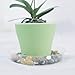 TRUEDAYS 6 Inch 5 Pack Clear Plant Saucers Flower Pot Tray Excellent for Indoor & Outdoor Plants