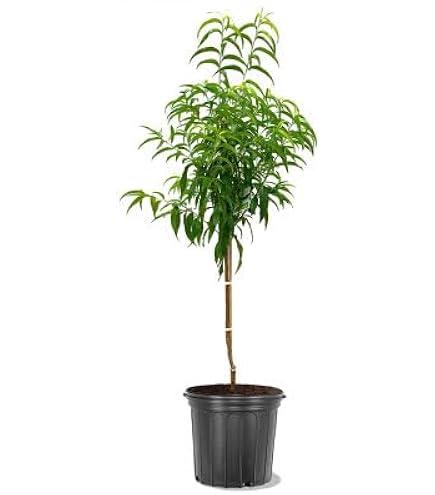 Amazon.com : Southern Living China Pearl Peach Tree, Fruit
