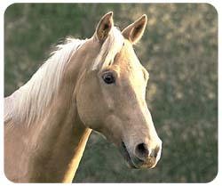 Palomino Horse Mousepad