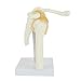 Anatomy Model of Human Shoulder Joint Bones - Anatomical Joint Models for Teaching Life Size - with Rotator Cuff Shoulder