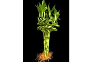 BETTERDECOR 10 Stalks of 8 Inches Spiral Lucky Bamboo