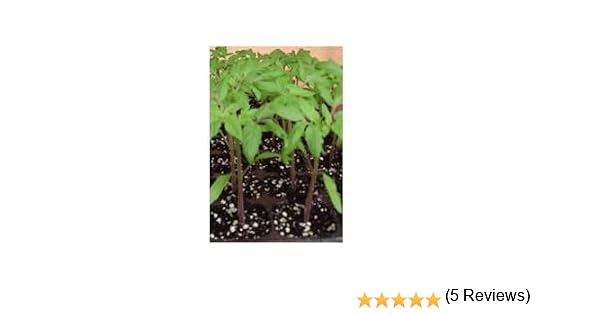 PLANTEL TOMATE ROSA DE BARBASTRO 12 PLANTAS: Amazon.es: Jardín