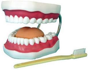 Dental Care Mouth Model, Foldable 6 Times Large Plastic Oral Hygiene Tooth Model with Tongue and Giant Toothbrush for Study Health Teaching and Demonstrating Proper