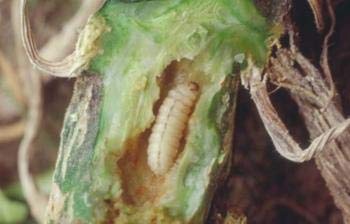 VivaTrap! Squash Vine Borer Moth Trap + Lure (2 Pack) - Thumbnail 5