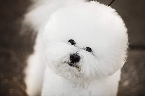 dog beard stain remover