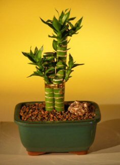 Creative Farmer Imported Lotus Bamboo Bonsai Suitable Seeds