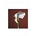 Mapplethorpe Flowers;Notecard Boxes