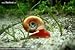 5+ Bright Red Ramshorn Snails (1/4 to 1 inch diameter)