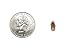 Dubia Roaches 400 Small