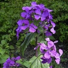 Risala Flower - Honesty Purple - 400 Seeds - Lunaria Annual - Hardy Biennual