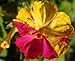 (A4)~"MARBLES YELLOW & RED" 4 O'CLOCK~Seeds!!!~~~~Striking!!!