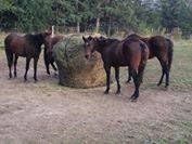 Heavy Duty Round Bale Slow Feed Hay Net 6x6 1 3/4 Hole
