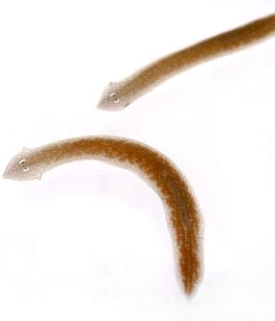 淡水魚 プラナリア ２０匹 北海道航空便要保温 Charm チャーム 観賞魚 水中生物 通販 Amazon