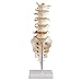 Medical Human Spine Spine Pathology Demonstration Model Anatomical Model Lumbar Vertebrae Sacrum & Coccyx, with Herniation Disc Sold by East dental