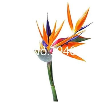 AGROBITS Saat: Verkauf! 100 StÃ¼ck Seltene Zimmerpflanzen Strelitzia Reginae flores Hybrid-Paradies plantas Plant Bonsai-Anla