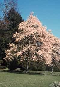 Amazon Com Magnolia Denudata Oriental Yulan Magnolia Seeds Magnolia Trees Garden Outdoor