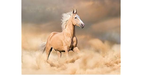 Amazon Com 1000 Piece Jigsaw Puzzles Palomino Horse Long Blond Male Run Sand Cream Gallop Wild Along 32 X48 Adult Children Wooden Educational Toy Game Supplies For Home Decoration Creative Gift Toys Games