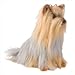 Douglas Toys Cody Yorkie
