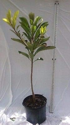 Mamey Sapote, Lorita Variety Fruit Tree 3 Gal, 3 1/2 to 4 ' Tall grafted