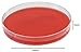 Blood Agar Plate, 5 Percent Sheep Blood in Tryptic Soy Agar (TSA) Base, 15x100mm Plate, Order by The Package of 10, by Hardy Diagnostics.