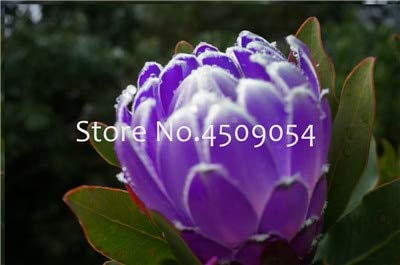 FARMERLY Samen Paket: Frisch Rare Pro Cynaroides Bonsai Leicht Pflanz Seltene Zimmerpflanzen Bonsai Variety komplettes 100 St