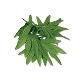 Tropical Fern Leaf Wristlet/Anklet 10