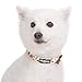 Blueberry Pet 7 Patterns Spring Scent Inspired Pink Rose Print Ivory Adjustable Dog Collar, Large, Neck 18